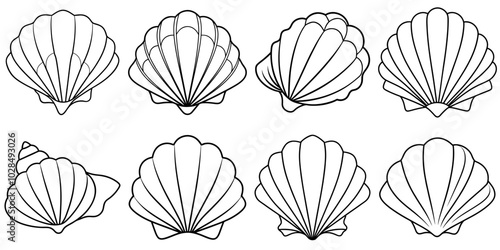 line art vector illustration collection of seashell . isolate on a white background. SVG and PNG

