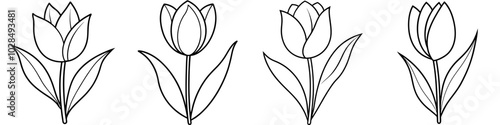 line art vector illustration collection of tulip . isolate on a white background. SVG and PNG
