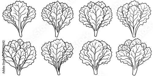 line art vector illustration collection of kale . isolate on a white background. SVG and PNG
