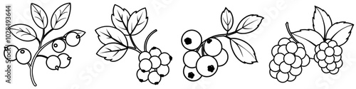 line art vector illustration collection of wild berries . isolate on a white background. SVG and PNG

