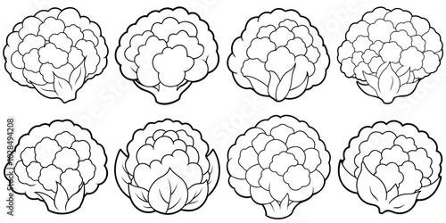 line art vector illustration collection of cauliflower . isolate on a white background. SVG and PNG
