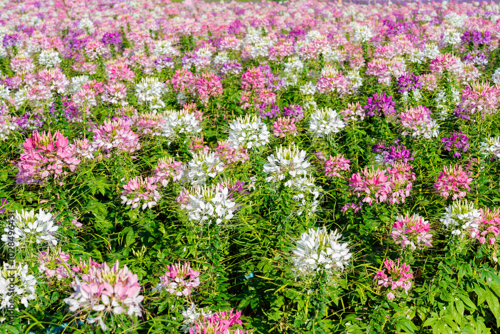 Naklejka premium Cleome hassleriana flower on the flowerbed in the garden. Species of Cleome are commonly known as spider flowers