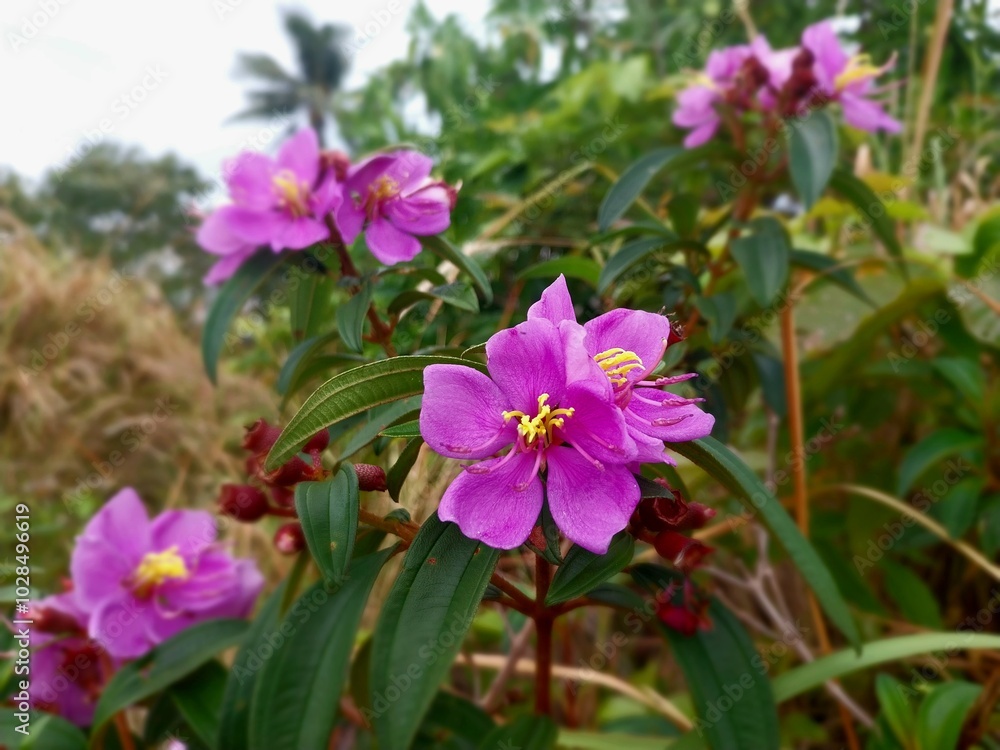 Beautiful blooming melastoma malabathricum that grow in Indonesia forest. This flower is also called senduduk by Indonesians. Beautiful blooming melastoma malabathricum that grow in Indonesia forest. This flower is also called senduduk by Indonesians.