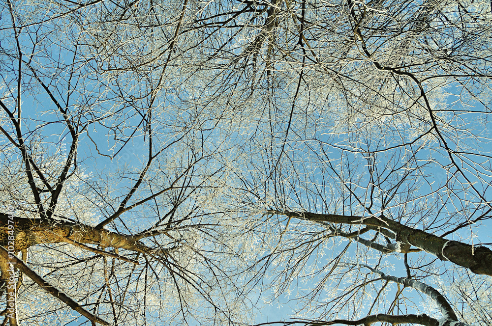 Obraz premium Winter forest landscape. Frosty tops of winter forest trees extending to the blue sky in winter day - winter landscape, lowest point shooting