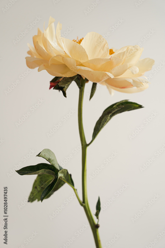 Elegant pale yellow peony flower over white background. Minimalist simple close up view flower Elegant pale yellow peony flower over white background. Minimalist simple close up view flower