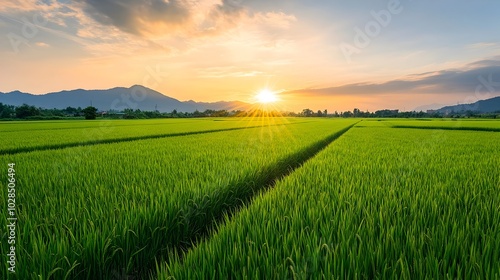 Stunning Sunset over Expansive Green Rice Paddy Fields in Tranquil Rural Landscape