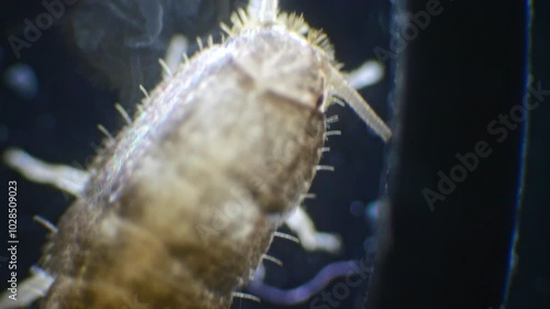 A silverfish insect magnified under a microscope, showing its shiny, silver body, long antennae, and three bristles at the tip of its tail in slow motion. photo