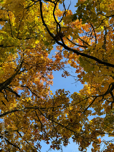 autumn leaves in the park autumn landscape