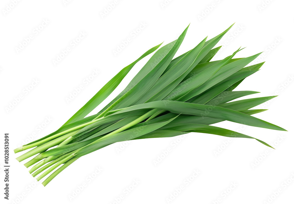 High-Quality PNG of Fresh Pandan leaves Isolated on White Background – High Resolution High-Quality PNG of Fresh Pandan leaves Isolated on White Background – High Resolution