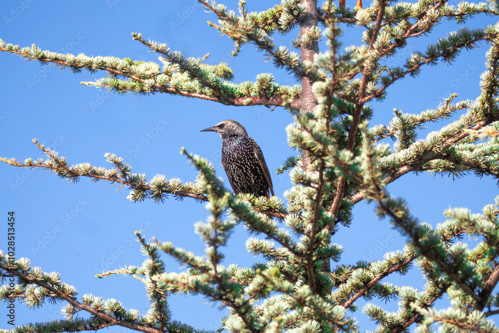 starling, bird, nature, wildlife, animal, beak, wild, hawk, blackbird, feathers, eagle, falcon, raptor, branch, tree, feather, predator, black, prey, young, avian, brown, red, wings, hunter, nutcracke starling, bird, nature, wildlife, animal, beak, wild, hawk, blackbird, feathers, eagle, falcon, raptor, branch, tree, feather, predator, black, prey, young, avian, brown, red, wings, hunter, nutcracke