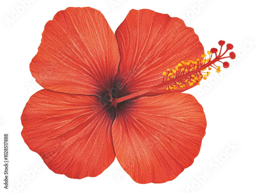 Close-Up of Red Hibiscus Flower with Detailed Petals and Yellow Stamens on Transparent Background

 photo