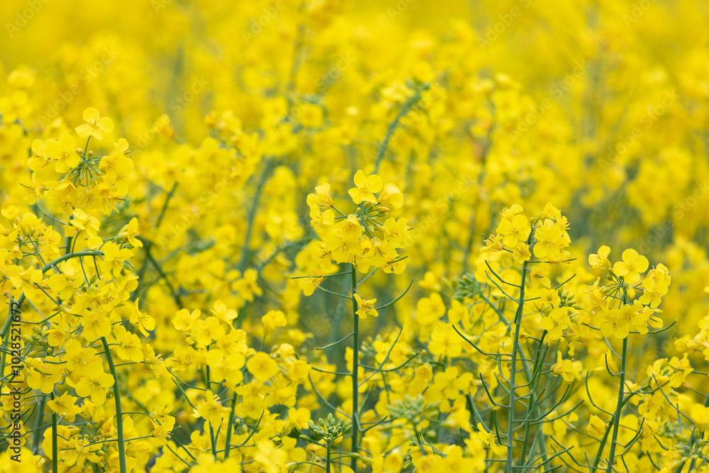 Obraz premium Field of blooming rapeseed on a summer day. Background von design