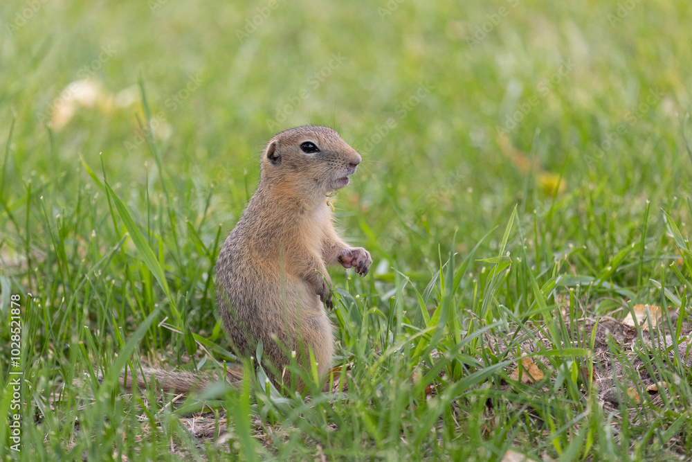 Gopher stands in the grass on a summer day Gopher stands in the grass on a summer day