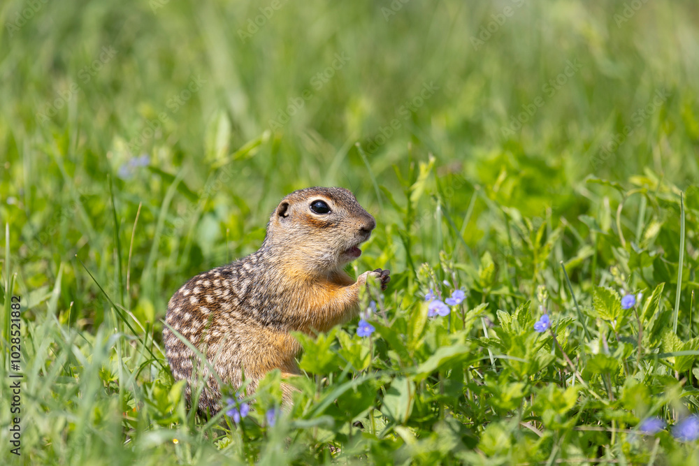 Speckled ground squirrel animal stands on its hind legs Speckled ground squirrel animal stands on its hind legs