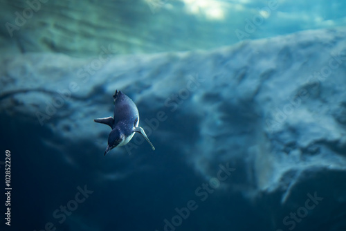 penguin in the sea