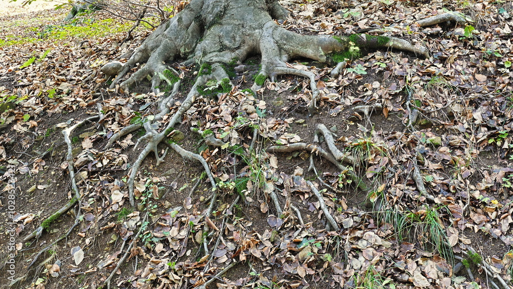 tree roots on the ground tree roots on the ground
