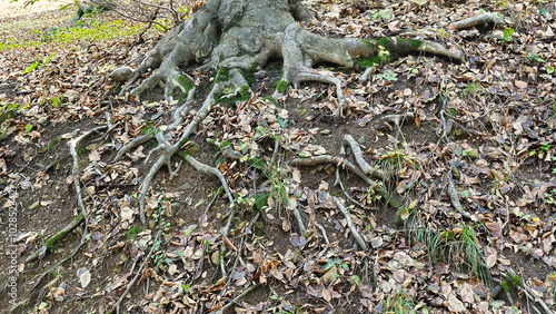 tree roots on the ground