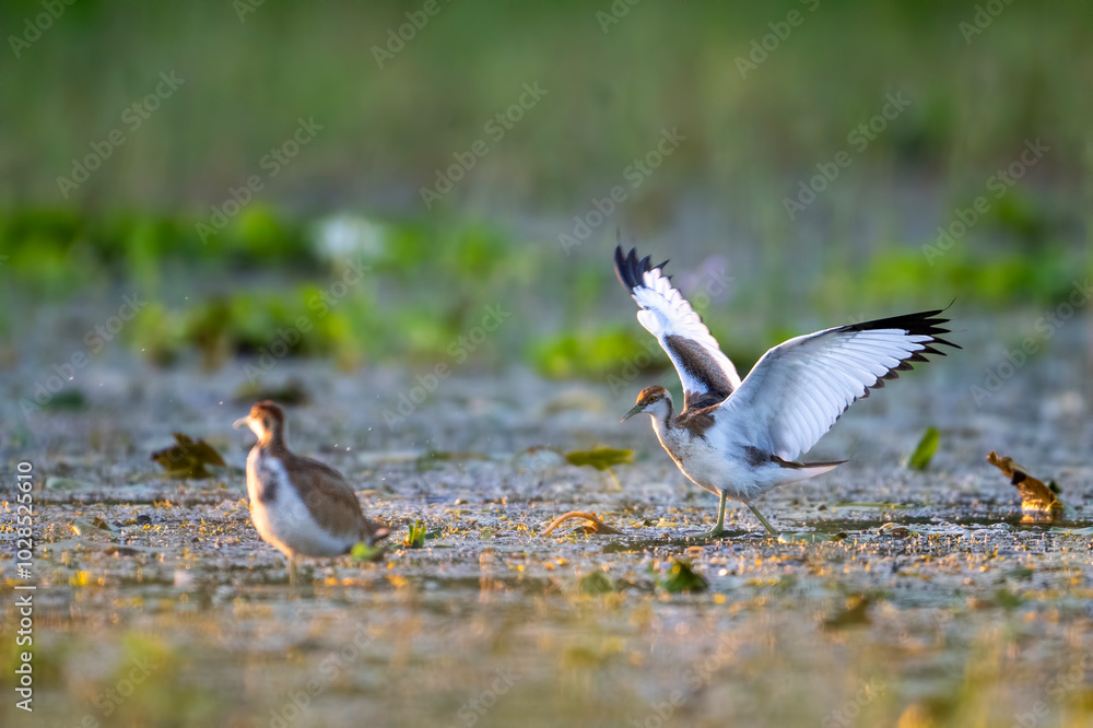Two Waterbirds Running Through Marsh Grass Two Waterbirds Running Through Marsh Grass