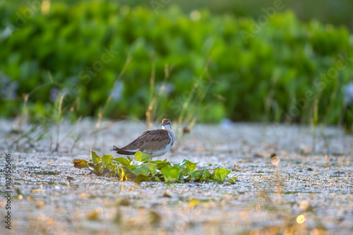 Pheasant tailed Jacana bird swims through a green marsh, its body partially submerged. The water is calm and reflects the sunlight, creating a shimmering effect.