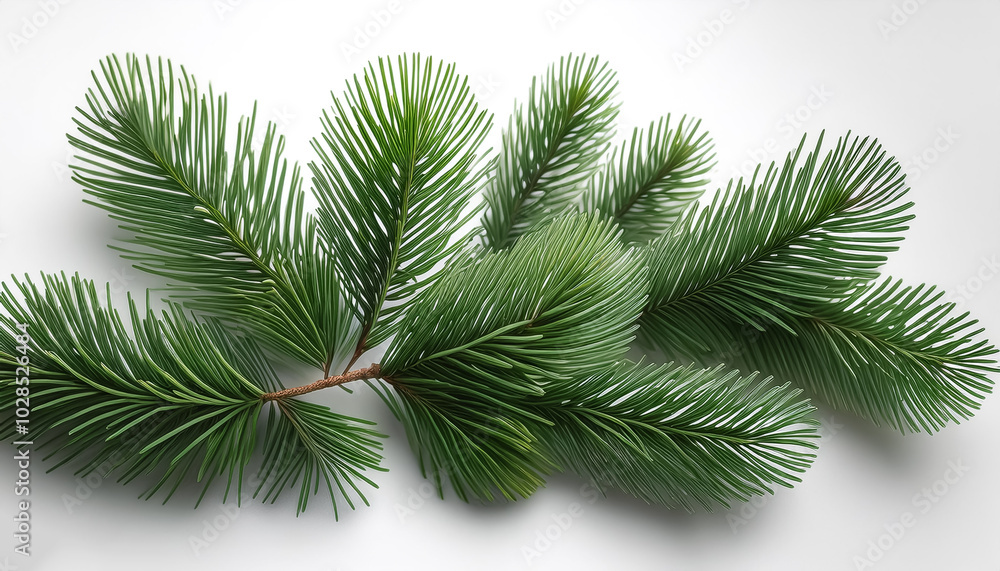 pine tree leaves. isolated on white background pine tree leaves. isolated on white background