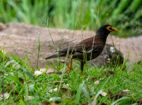 A shepherd's mynah (Acridotheres tristis), also known as a shepherd's starling, wanders through the grass of the spice garden Le Jardin du Roi on Mahé, Seychelles. photo