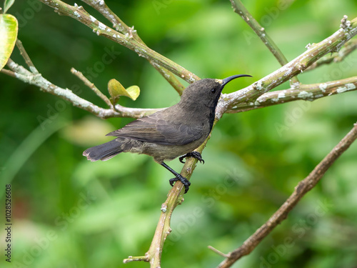 A Seychelles Sunbird (Cinnyris dussumieri) on a branch in the spice garden Le Jardin du Roi on Mahé, Seychelles. photo