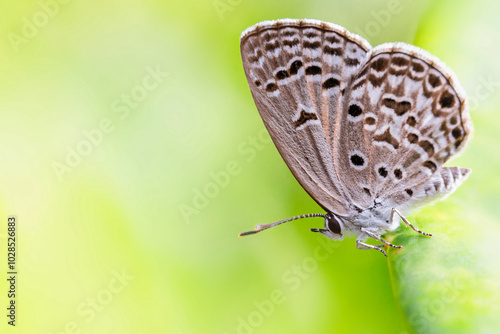 Wallpaper Mural Monarch Butterfly on green leaf Torontodigital.ca