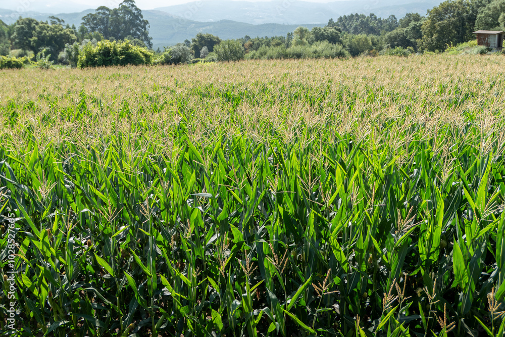 Cultivo de milho em plena floração numa fazenda em Portugal Cultivo de milho em plena floração numa fazenda em Portugal