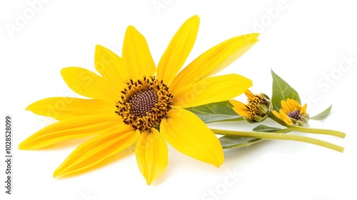 A vibrant yellow flower with green leaves and buds, showcasing natural beauty.