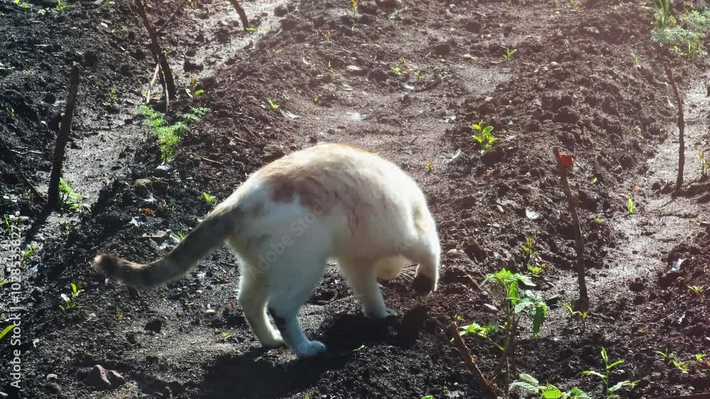 white domestic cat digging earth in a kailyard garden ground after urinating on it at spring morning