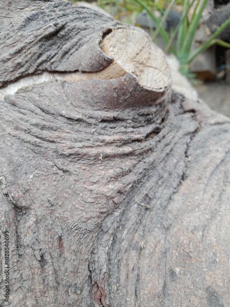 Naklejka premium old tree bark