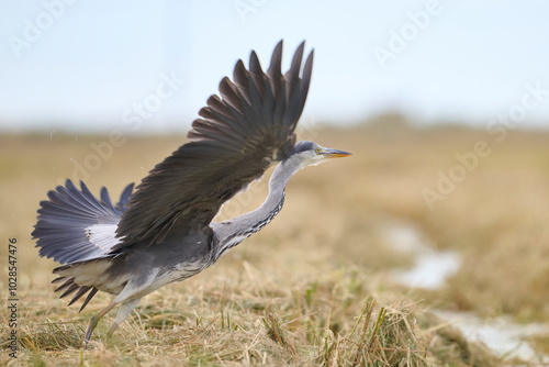 Gray heron landing in a field, wings spread wide photo