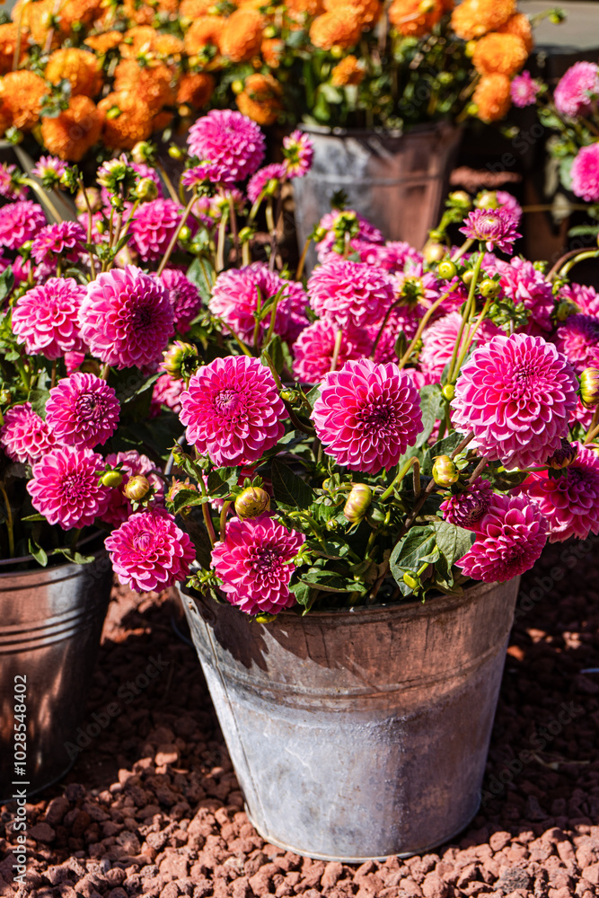 Pink dahlias in rustic setting with orange blooms Pink dahlias in rustic setting with orange blooms