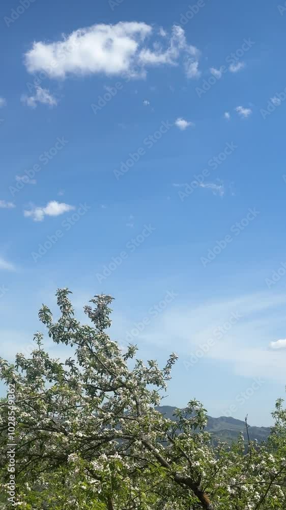 Birds Soaring Over Blossoming Trees Birds Soaring Over Blossoming Trees