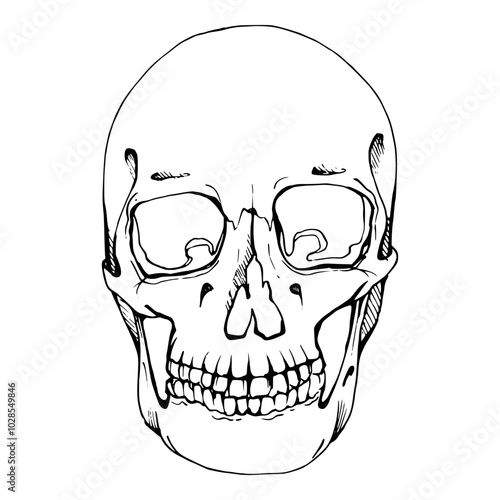 Human skull, face head body part skeleton bones, Halloween horror medical anatomy, nose and eyes cavity, teeth. Hand drawn ink vector isolated illustration. Tattoo design, witchcraft esoteric shop