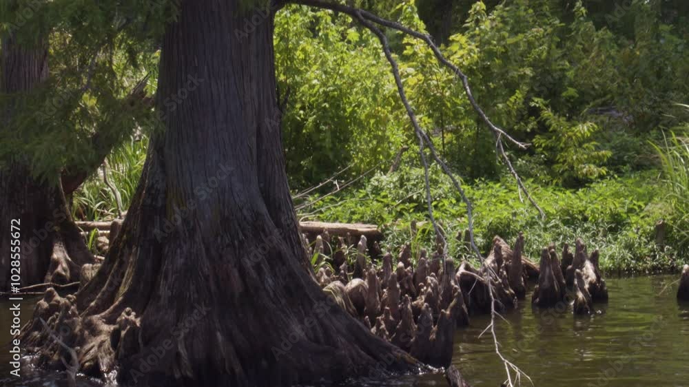 Bald cypress tree in Reel Foot Lake