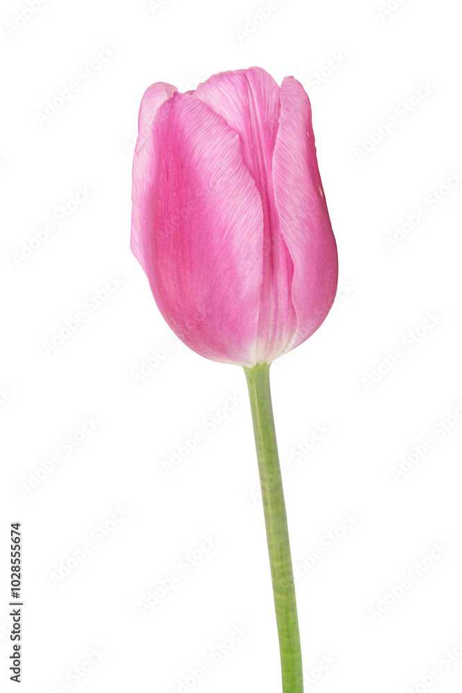 Young pink tulips isolated on white background Young pink tulips isolated on white background