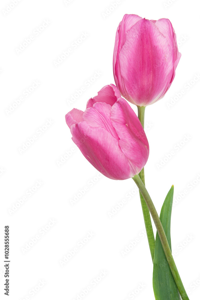 Young pink tulips isolated on white background Young pink tulips isolated on white background