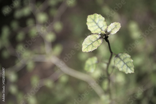 random plant