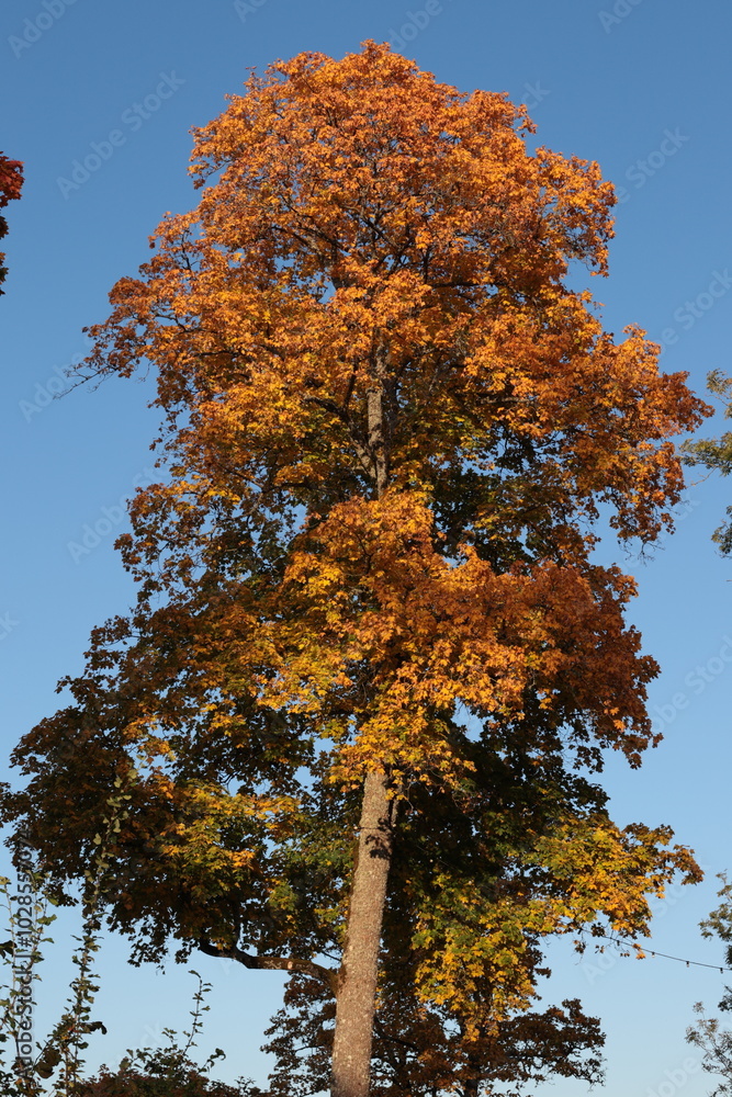 Fototapeta premium autumn, tree, fall, forest, nature, trees