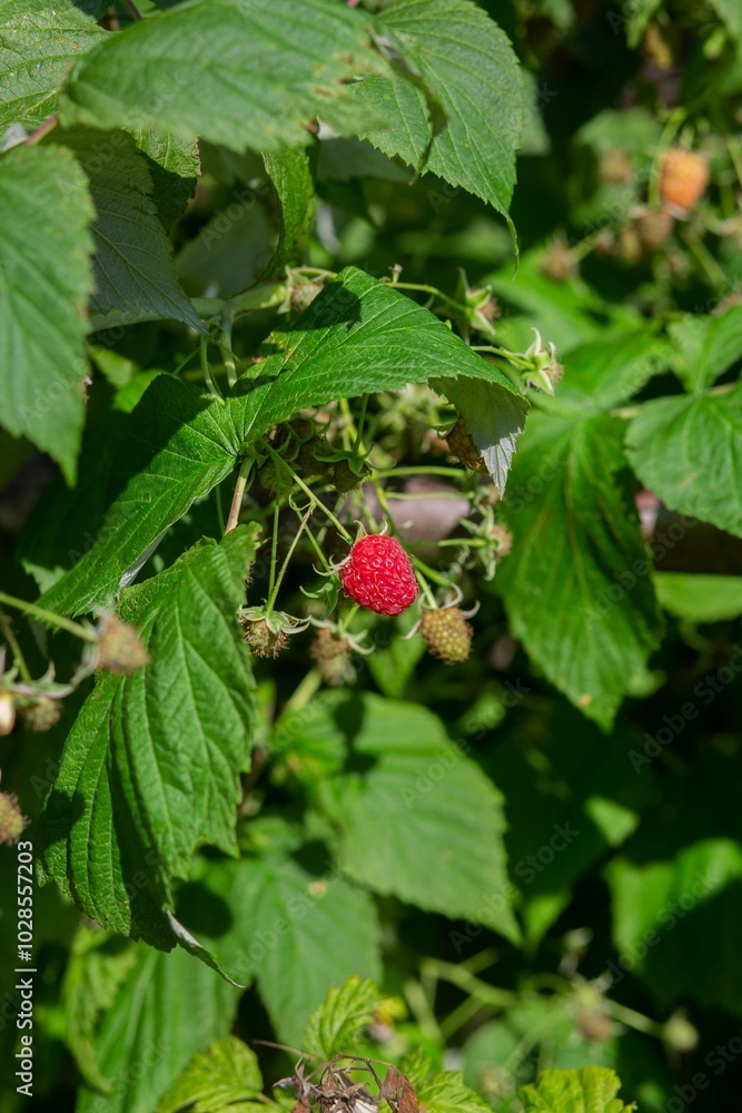 Raspberry’s Raspberry’s