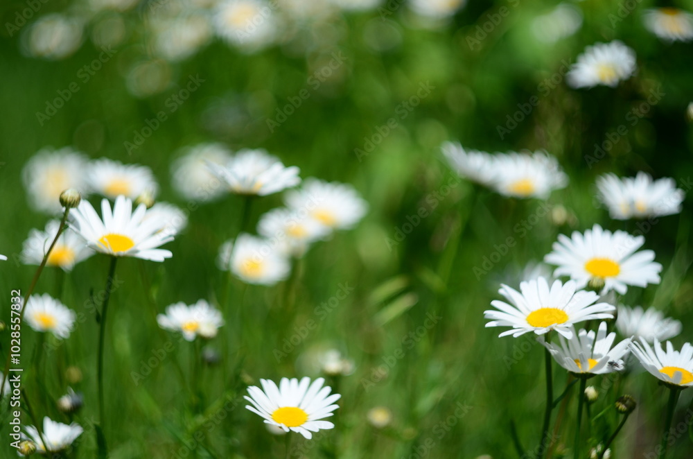 Nature flowers plants out of city village sunny Nature flowers plants out of city village sunny