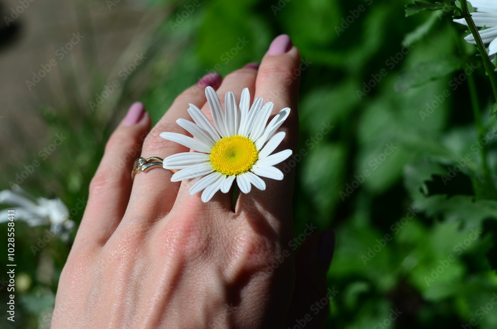 Flower plants in the garden closeup out of city village nature chamomile in the hand 