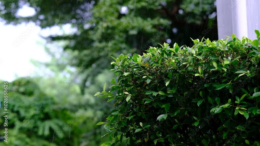 rain on leaves, leaf nature background
rain on leaves, leaf nature background
