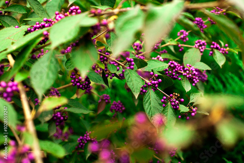 flowers in the garden, bush with violet berry. Callicarpa dichotoma, the purple beauty berry.  photo