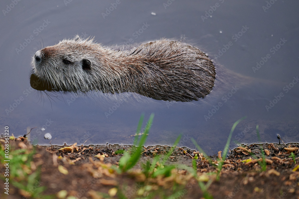 A close-up of a nutria floating calmly in still water, highlighting its wet fur and serene posture. The simple background emphasizes the peacefulness of the moment.