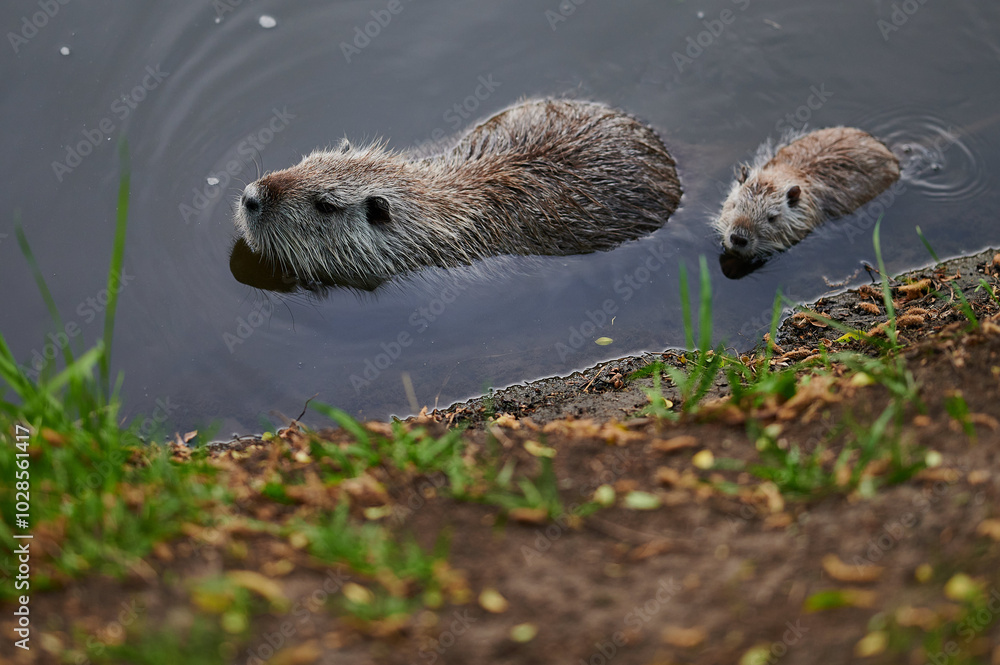 A mother nutria swims with her young, demonstrating a protective and nurturing moment as they move gracefully in the water. The soft light highlights their fur and the quiet atmosphere.