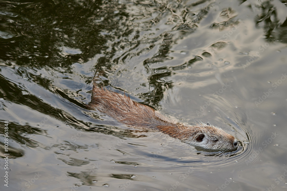 A lone nutria emerges from the water, stepping onto the muddy bank. Its wet fur and cautious movement suggest a typical wildlife behavior in its natural habitat