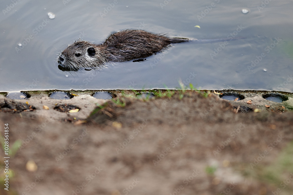 Two nutria huddle together by the river's edge, their fur damp from the water. The wetland environment around them frames the scene, emphasizing the close-knit bond between the animals.