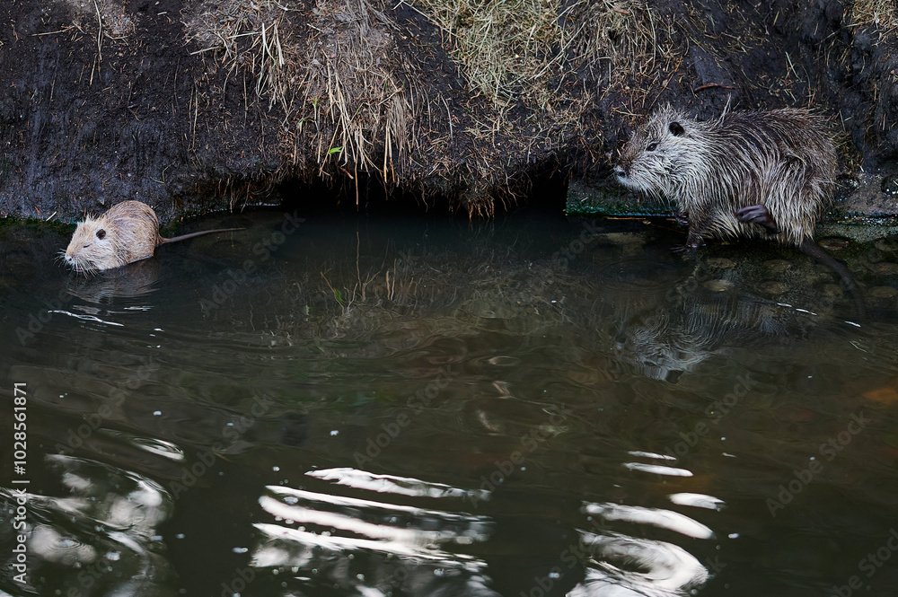 Two wet nutria, one swimming and the other standing on the riverbank, create a natural wildlife scene.